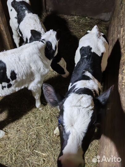 Телята бычки