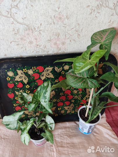 Цветы комнатные