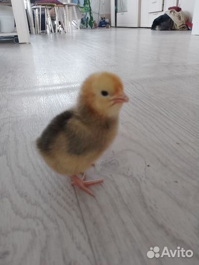 Цыплята и инкубационный яйцо легорны, поместные