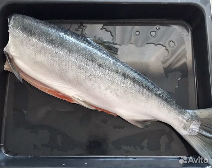 Нерка рыба свежий улов