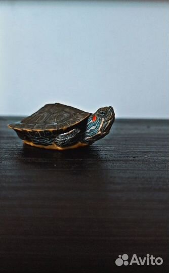 Красноухая черепаха с аквариумом 10л