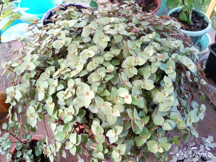 Традесканции ампельные