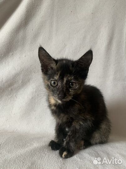 Котята в добрые руки бесплатно