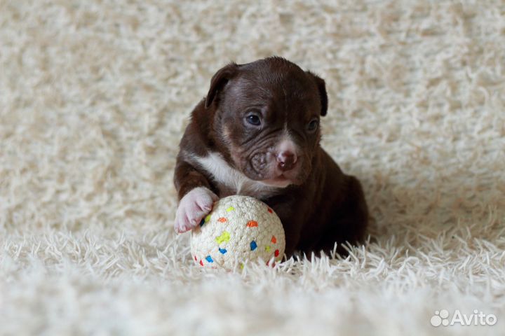 Мальчик булли