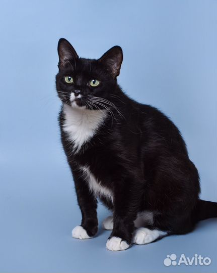 Кошка в дар