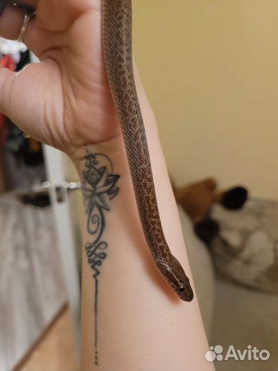 Пфриканская домовая змея в добрые руки