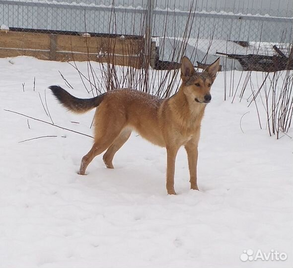 Рыжуля Люси