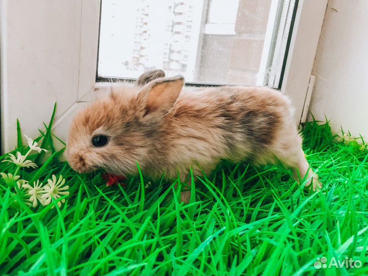 Карликовый кролик - лучший подарок ребенку