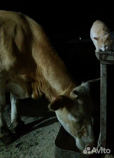 Домашнее сливочное масло, молоко,творог, сметана