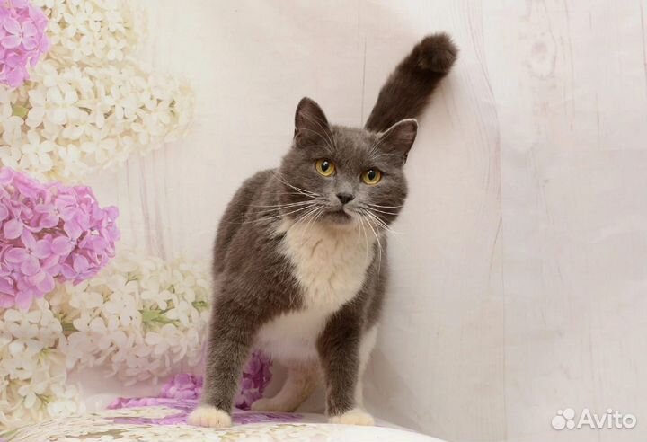 Кошка молодая