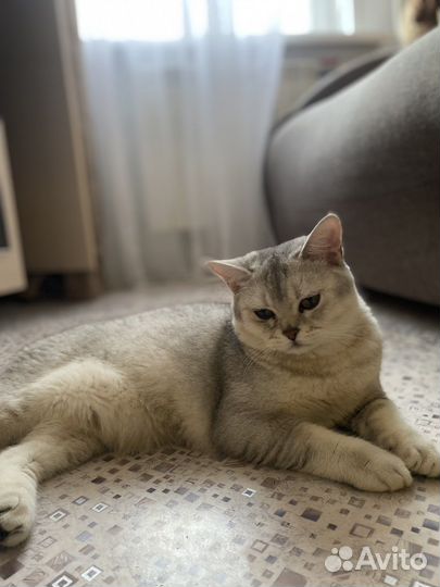 Скоттиш страйт