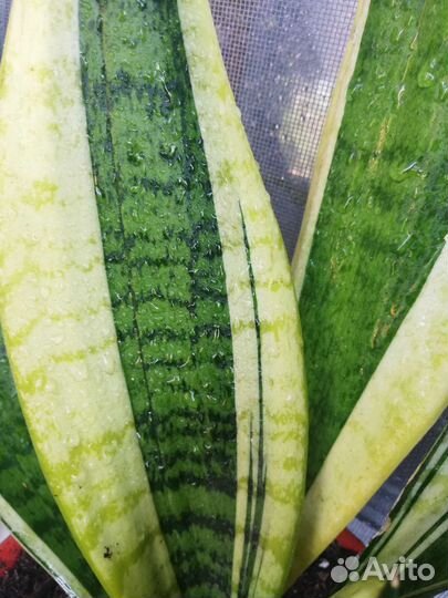 Сансивиерия футура суперба