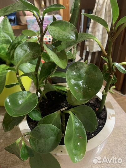 Сансевиерия мини, комнатные цветы