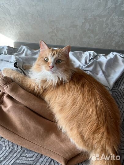 Котик в добрые руки