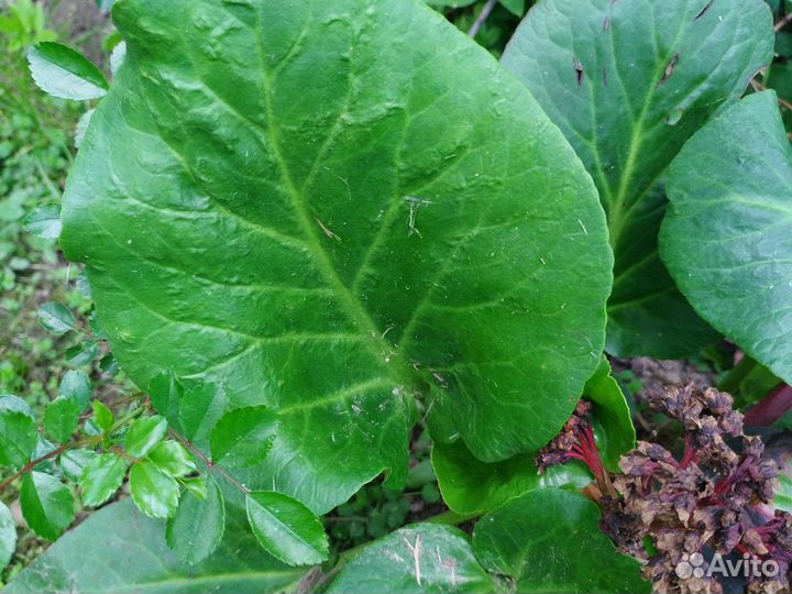 Растения для сада и дачи