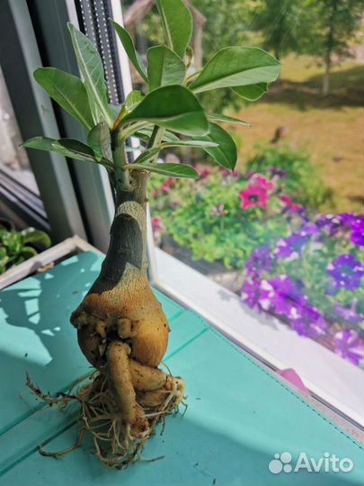 Адениум adenium