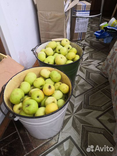 Яблоки феникс для заготовок