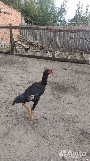 Бойцовые петухи