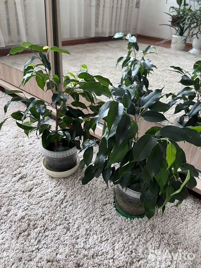 Фикус бенджамина и др цветы