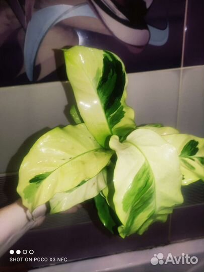 Калатея yellow fusion