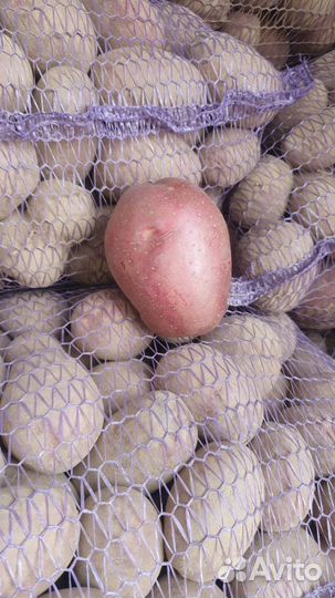 Семенной картофель