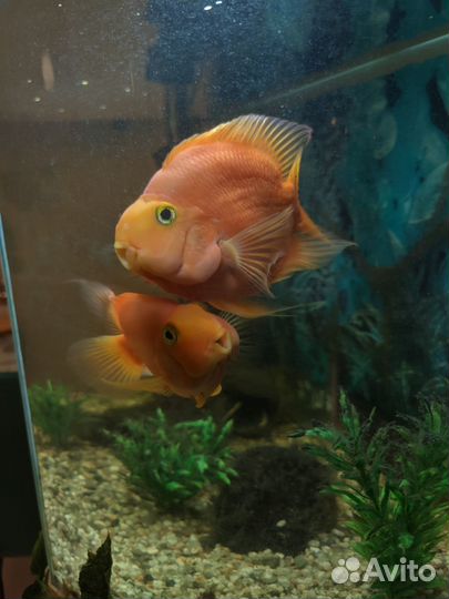 Продается аквариум с рыбками