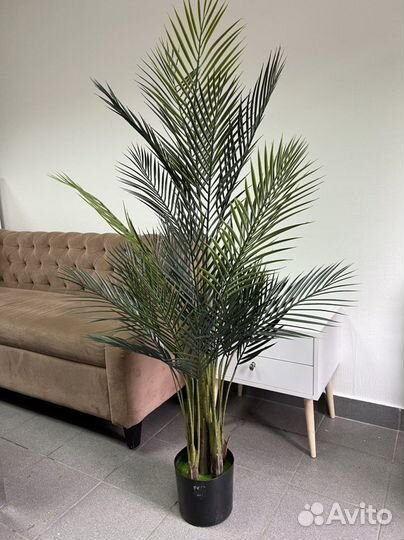 Искусственные банановые пальмы, Стрелиция