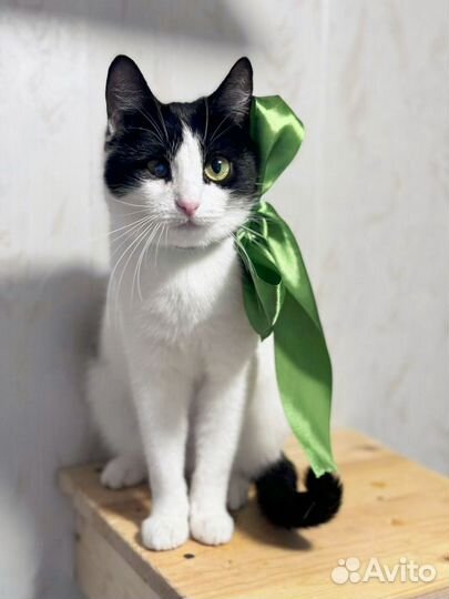 Очень милая кошечка Джулия