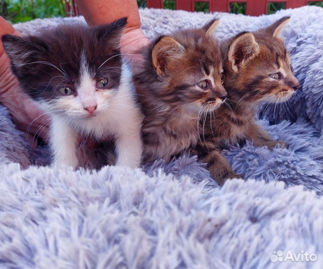 Кошка в дар бесплатно