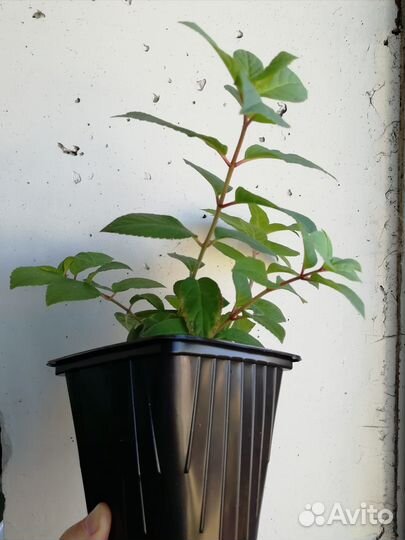 Гортензия метельчатая