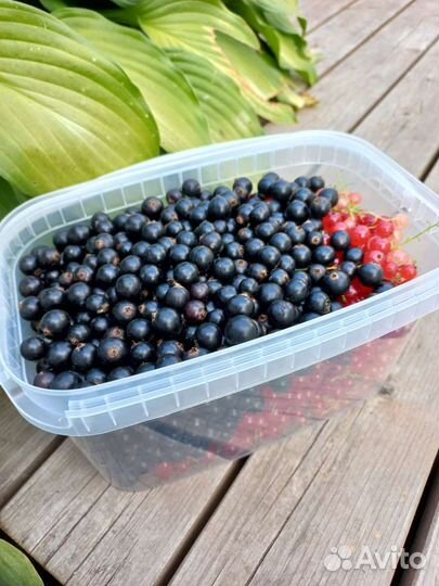 Черная смородина