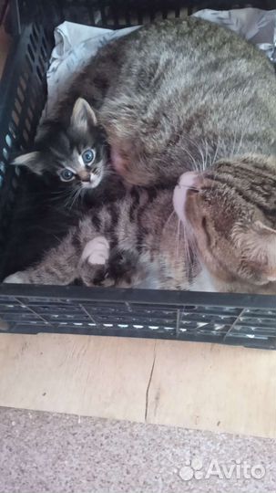 Котята в добрые руки