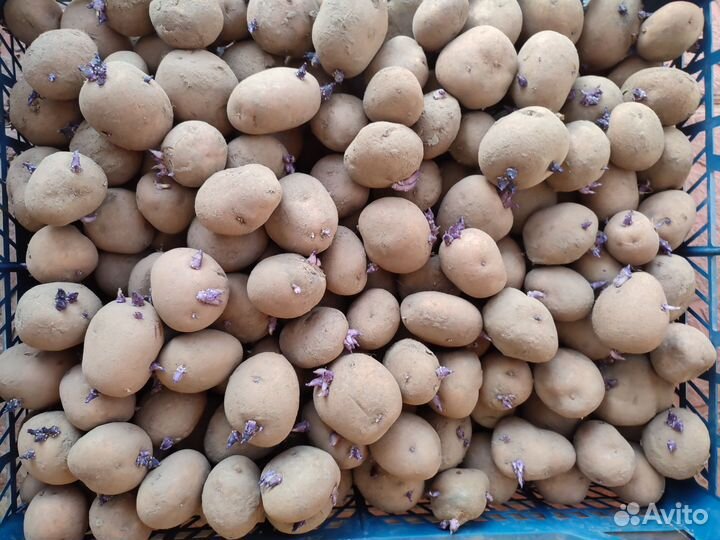 Семенной картофель