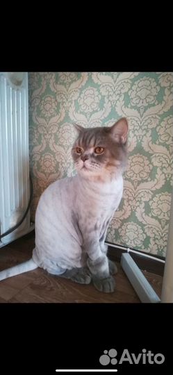 Стрижка котов/собак г.Челябинск