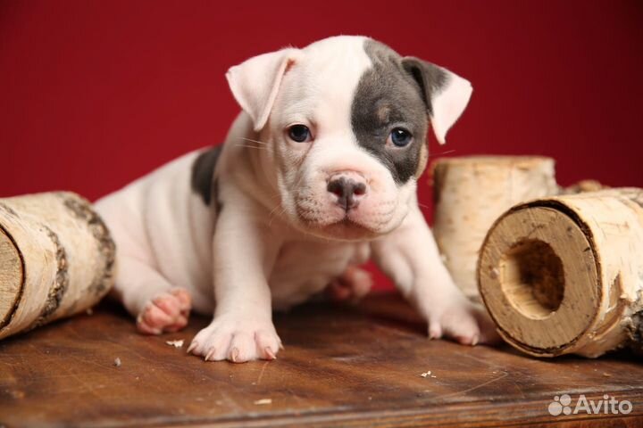 Американский Булли
