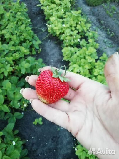 Клубника рассада