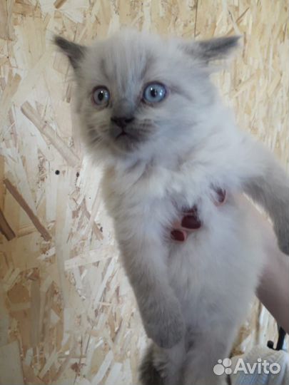 Отдам котенка в добрые руки