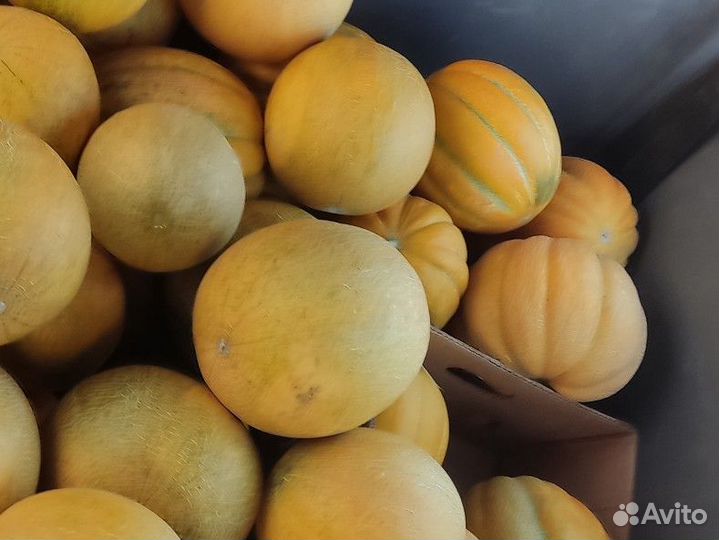 Дыня оптом