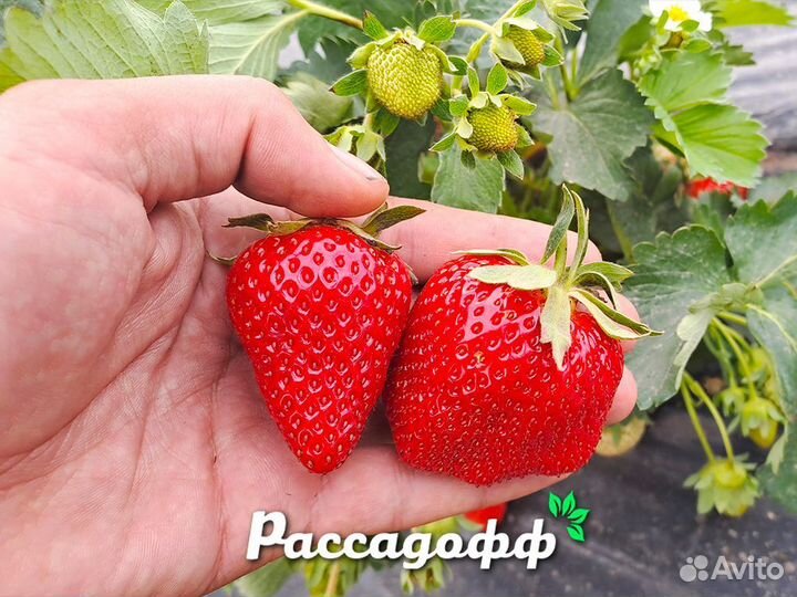 Рассада клубники. Опт от 64 шт