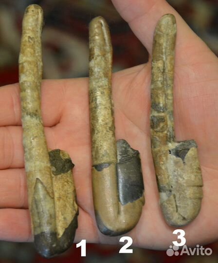 Гетероморфные аммониты, разные виды, окаменелости