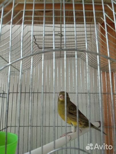 Молодые кенары