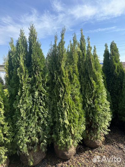 Туя Крупномеры