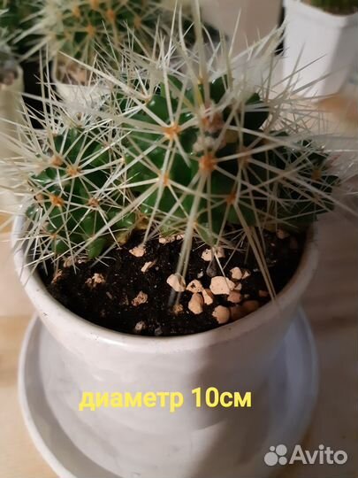 Кактус Эхинокактус Грузони (grusonii)