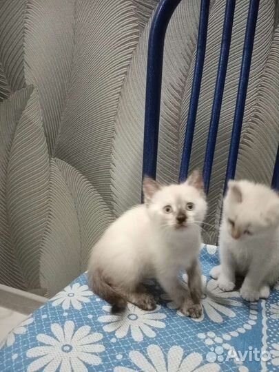 Котята в добрые руки бесплатно