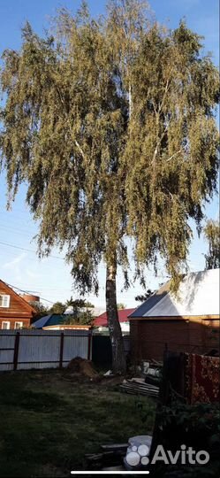 Спил деревьев