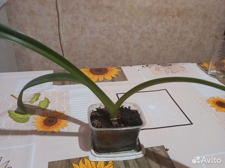 Лилия домашняя (гиппеаструм)