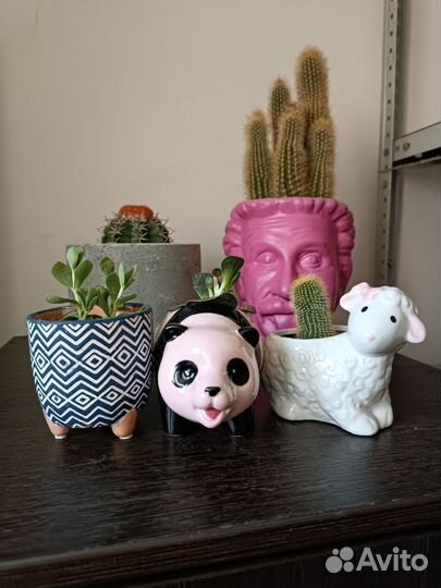 Суккуленты кашпо кактусы флорариум