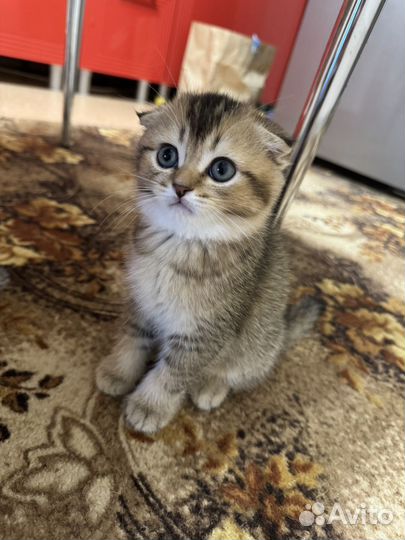 Шотландские котята