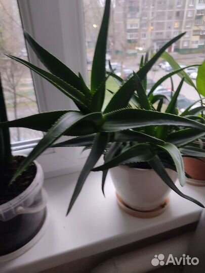 Алоэ лечебный