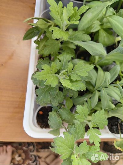 Комнатные растения